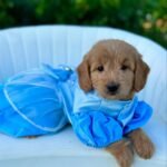 Q: How much do Miniature Goldendoodle puppies typically cost in Greater London?