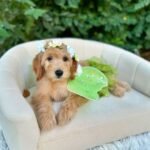 Q: How much do Miniature Goldendoodle puppies typically cost in Devon?