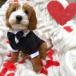 Q: What should I look for when buying a Goldendoodle puppy in New South Wales?