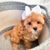 Toy Cavapoo Puppies for Sale Near Me