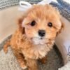 Toy Cavapoo Puppies for Sale Near Me
