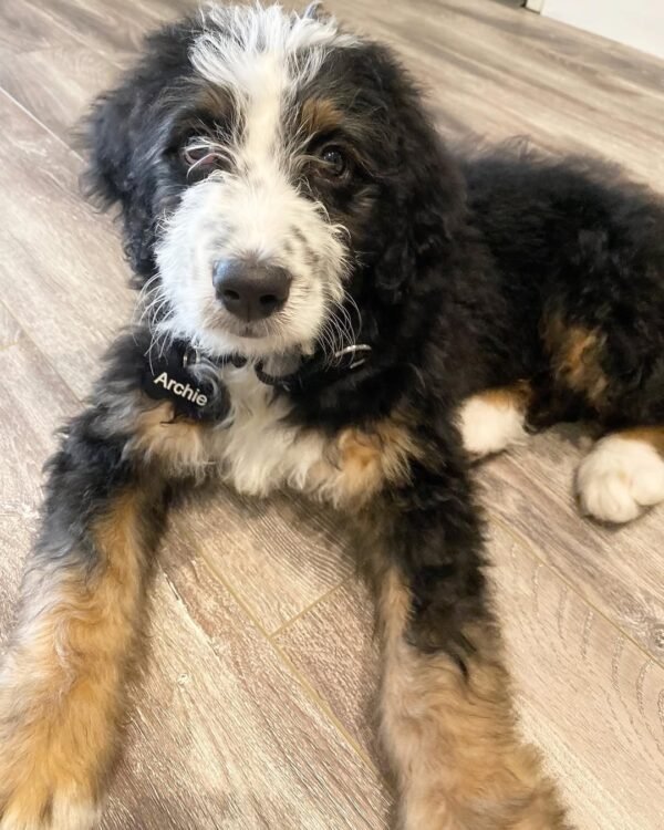 Bernedoodle Puppies for Sale Near Me