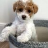 Cavapoo Puppies for Sale Near Me