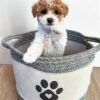 Cavapoo Puppies for Sale Near Me