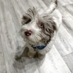 Q: How can I ensure that the Miniature Goldendoodle breeder in Northern Territory is reputable?