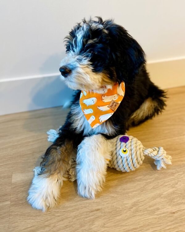 Standard Bernedoodle Puppies for Sale Near Me