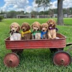 Q: How do I know if a Goldendoodle breeder in Devon is responsible?
