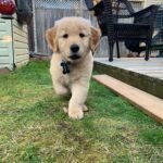 Q: How can I ensure I’m choosing a reputable Australian Goldendoodle breeder in Western Australia?