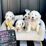 Q: How do I know if an Australian Goldendoodle breeder in Victoria is reputable?