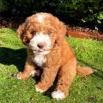 Q: What should I expect when bringing home an Australian Goldendoodle puppy?