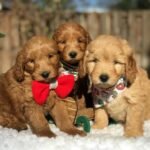 Q: How much do English Cream Goldendoodle puppies cost in North West England?