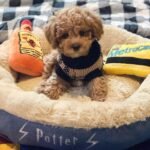 Q: What should I look for in a breeder when buying an Australian Goldendoodle puppy in Northern Territory?