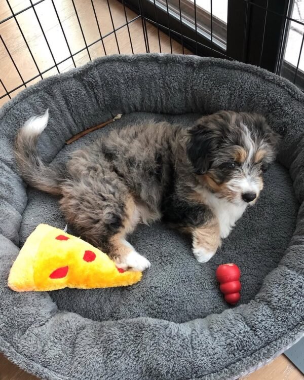 F2 Bernedoodle Puppies for Sale Near Me