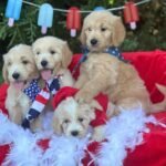 Q: How do I ensure the Goldendoodle puppy I purchase is healthy?
