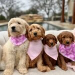 Q: How do I know if a Goldendoodle breeder in Gloucestershire is reputable?