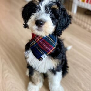 Standard Bernedoodle Puppies for Sale Near Me