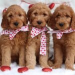 Q: What should I look for when choosing a Goldendoodle breeder in Warwickshire?