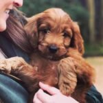 Q: How do I find the best Goldendoodle breeder in Norfolk?