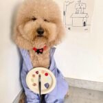 Q: How do I choose the right Goldendoodle breeder in Leicestershire?