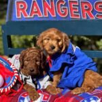 Q: How much does an English Cream Goldendoodle cost in South East England?