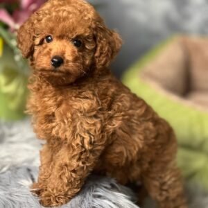 Teacup Maltipoo Puppies for Sale