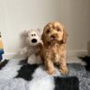 Miniature Cockapoo Puppies for Adoption
