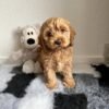 Miniature Cockapoo Puppies for Adoption
