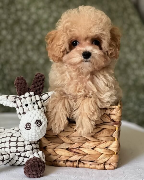 Toy Maltipoo Puppies for Sale