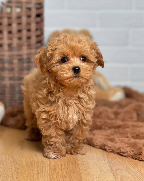 Teacup Maltipoo Puppies for Adoption