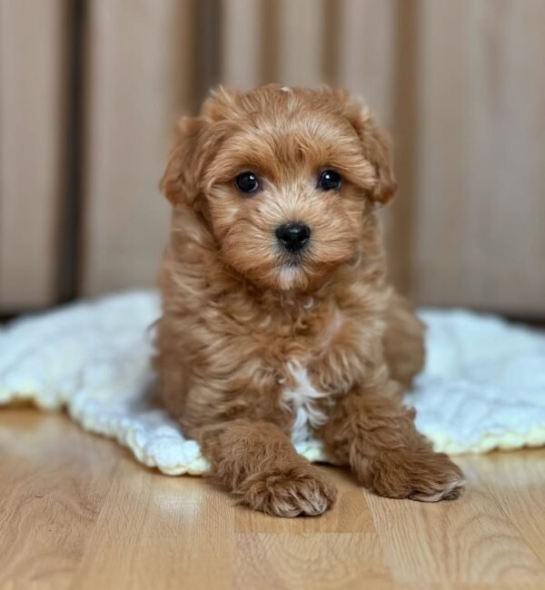 Miniature Maltipoo Puppies for Sale