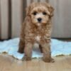 Miniature Maltipoo Puppies for Sale