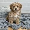 Miniature Maltipoo Puppies for Sale Near Me