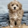 Miniature Maltipoo Puppies for Sale Near Me