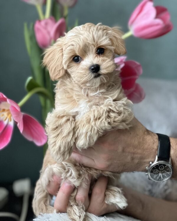 Toy Maltipoo Puppies for Sale Near Me