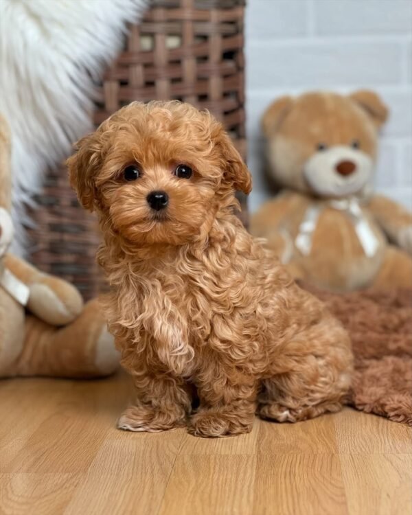 Teacup Maltipoo Puppies for Adoption