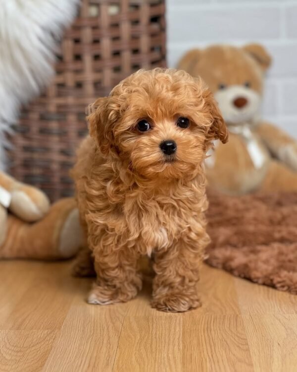 Teacup Maltipoo Puppies for Adoption