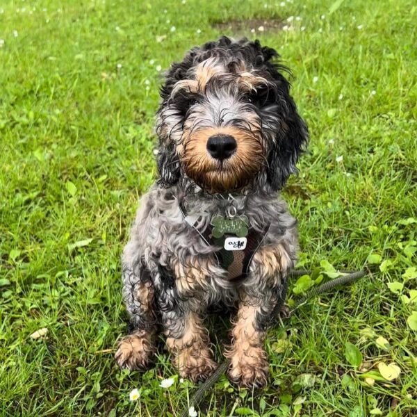 Toy Cockapoo Puppies for Adoption