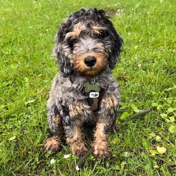 Toy Cockapoo Puppies for Adoption